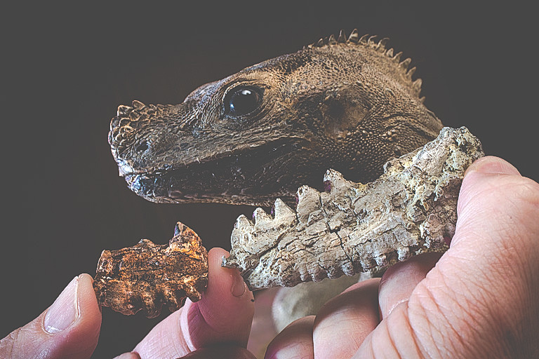 The cast of a fossil piece, right, is part of the jawbone of the lizard and is only about a quarter of the entire jawbone. The lizard, which roamed the earth 40 million years ago, was the size of a German Shepherd. (Craig Chandler/Office of University Communications)